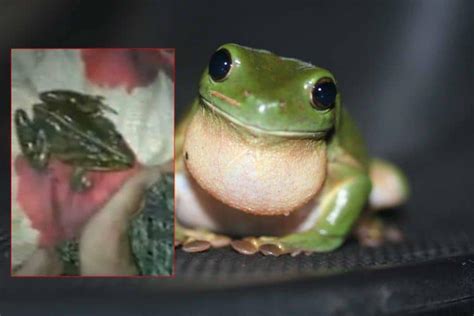 Live frog pulled out of woman’s nether regions stuns social media